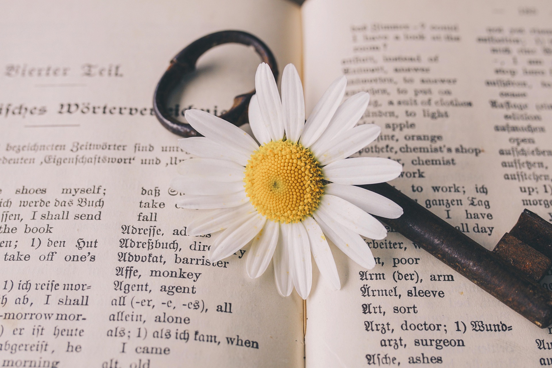 A flower is lying on the book