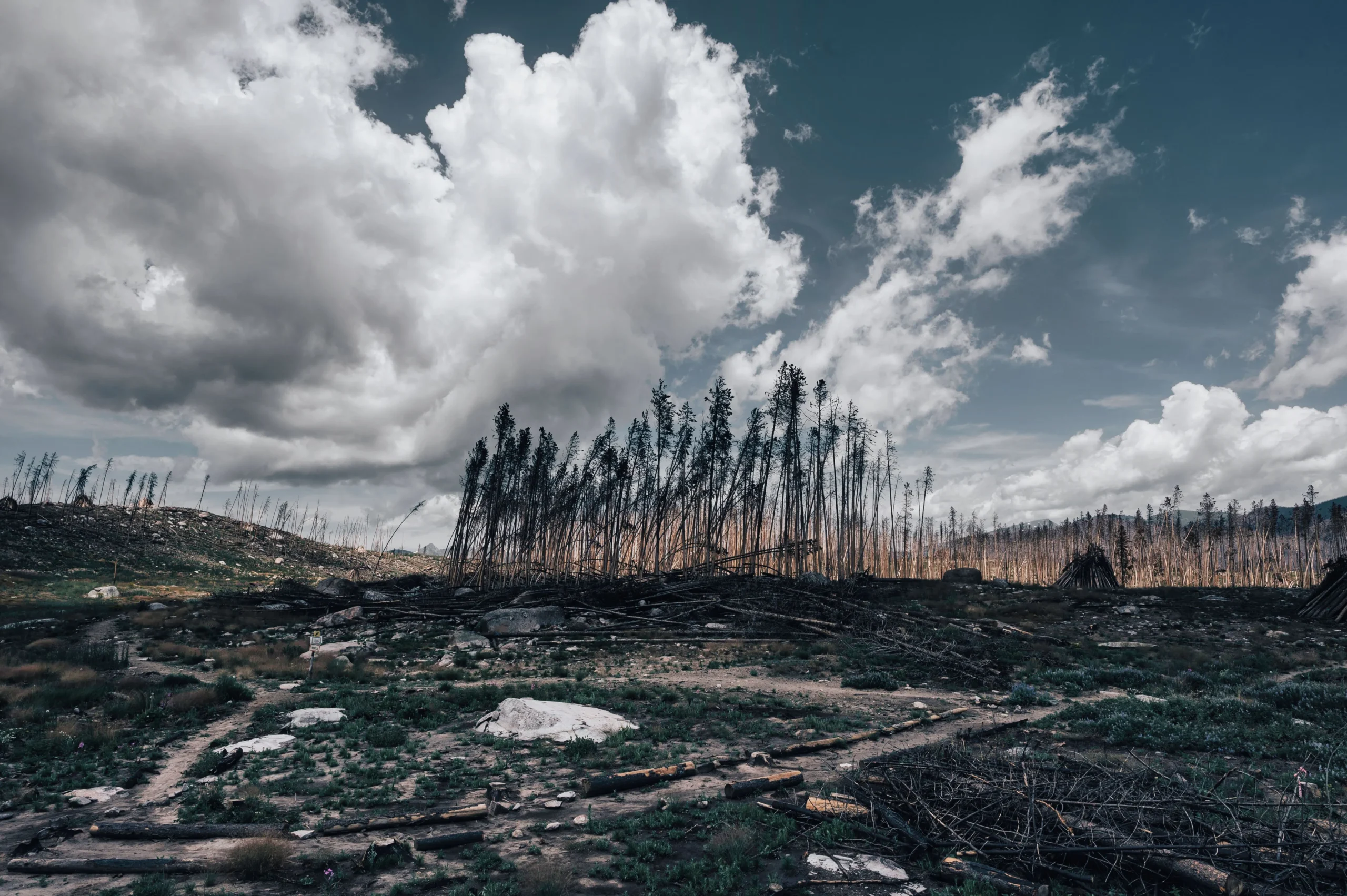 Forest after burning.