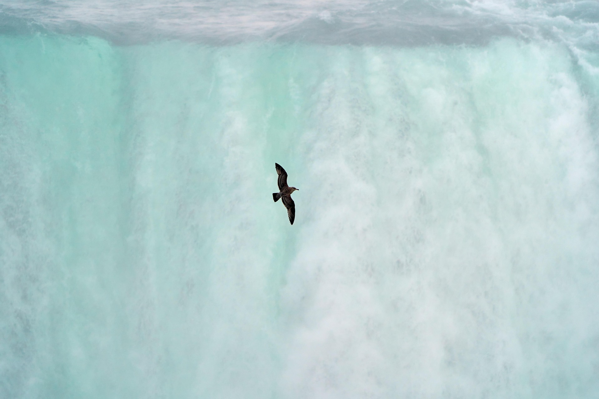 A bird is flying over the water falls.