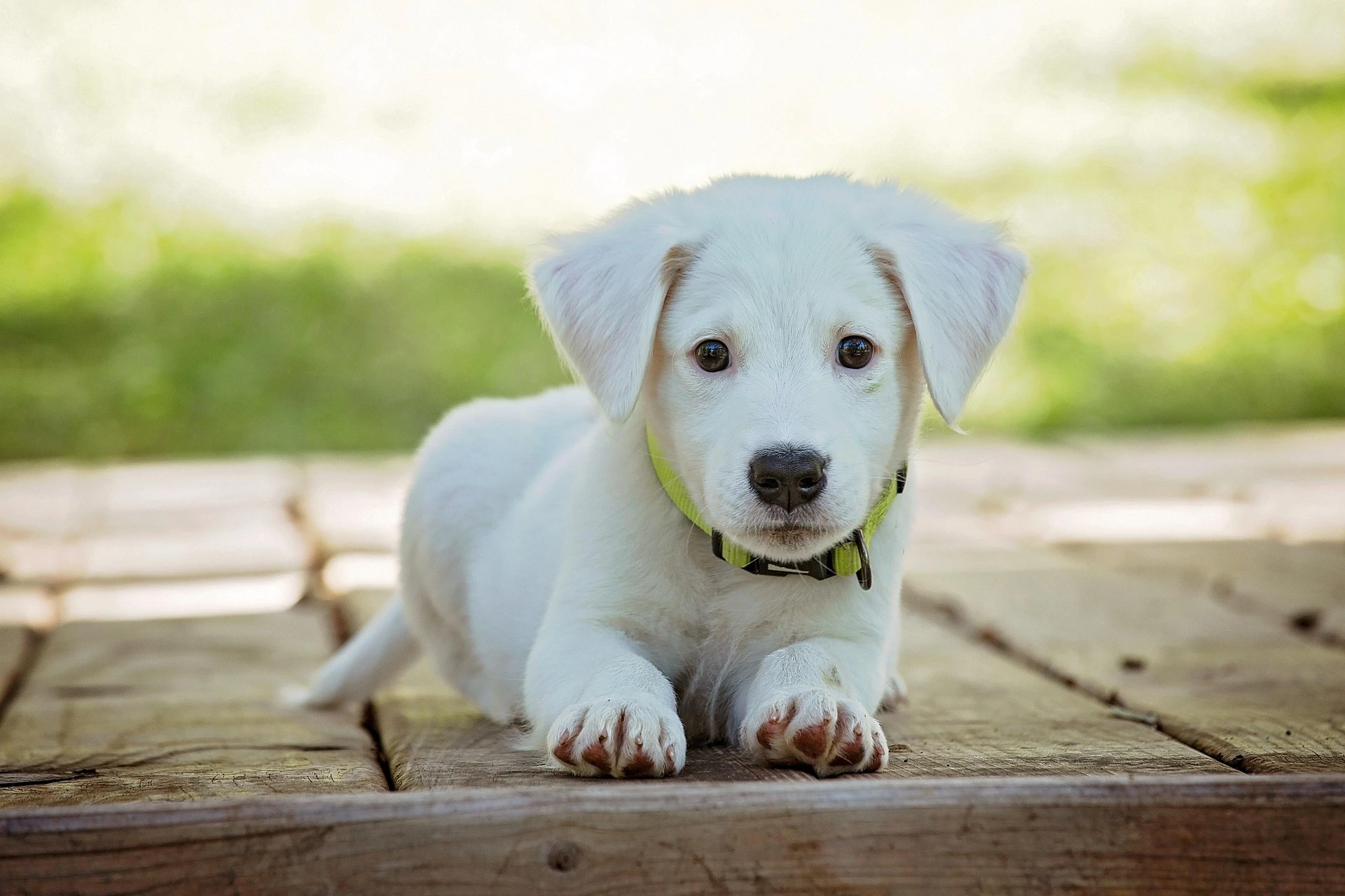 A dog puppy
